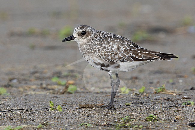 Grey Plover (Pluvialis squatarola), side view of an adult standing on the shore, Campania, Italy stock-image by Agami/Saverio Gatto,