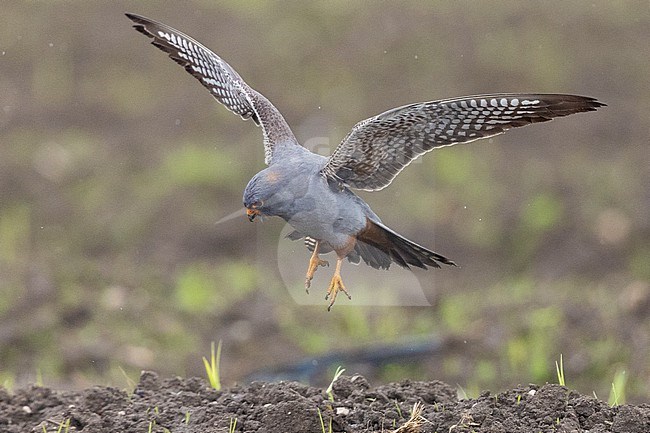 Red-footed Falcon (Falco vespertinus), side view of a 2nd cy male alighting on the ground, Campania, Italy stock-image by Agami/Saverio Gatto,