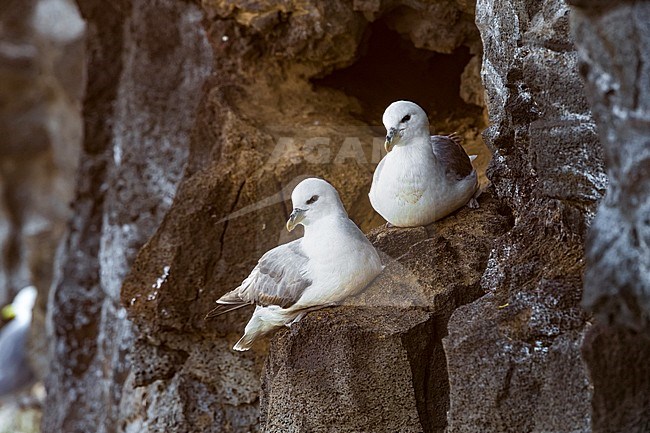 Northern Fulmars (Fulmarus glacialis auduboni) resting on the cliff in their breeding colony on Iceland. stock-image by Agami/Daniele Occhiato,