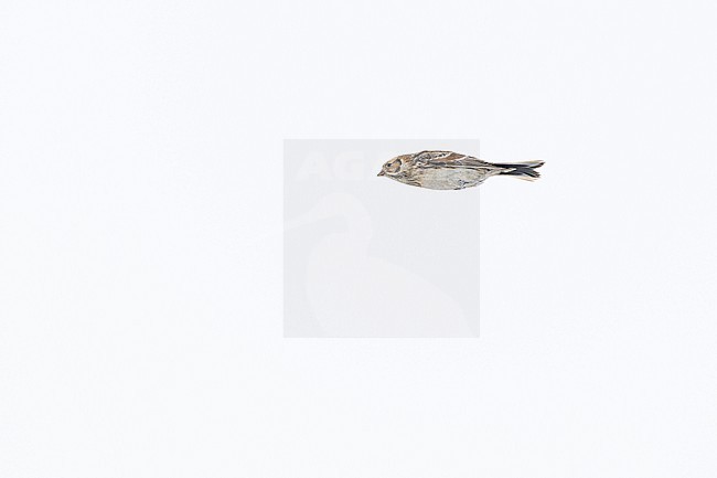 IJsgors, Lapland Longspur, Calcarius lapponicus stock-image by Agami/Menno van Duijn,