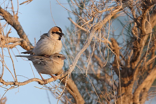 Copulating Saxaul Sparrow (Passer ammodendri) of the subspecies stoliczkae in a Saxaul tree in Govi desert stock-image by Agami/Mathias Putze,