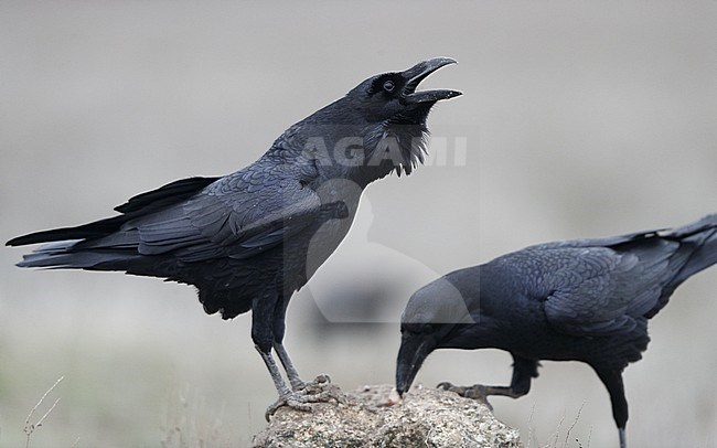 Pair of Northern Raven (Corvus corax hispanus) interacting and calling at Laguna de Taray, Castilla-La Mancha, Spain stock-image by Agami/Helge Sorensen,