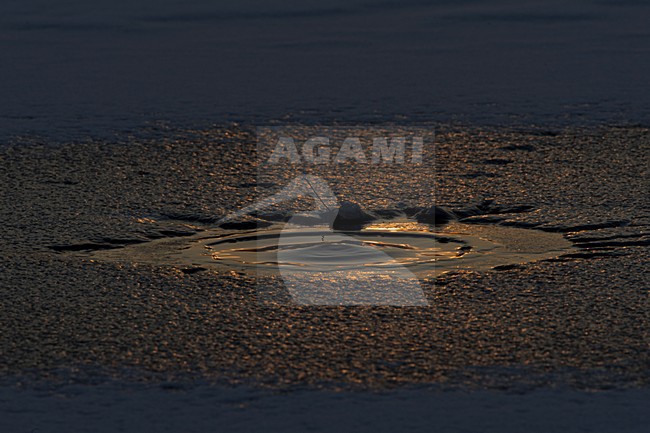 Wak in besneeuwde ijsvlakte, Hole in snow covered icefield stock-image by Agami/Rob de Jong,