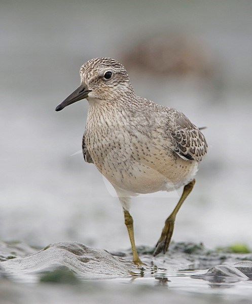 Kanoet beeldvullend; Red Knot close-up stock-image by Agami/Arie Ouwerkerk,