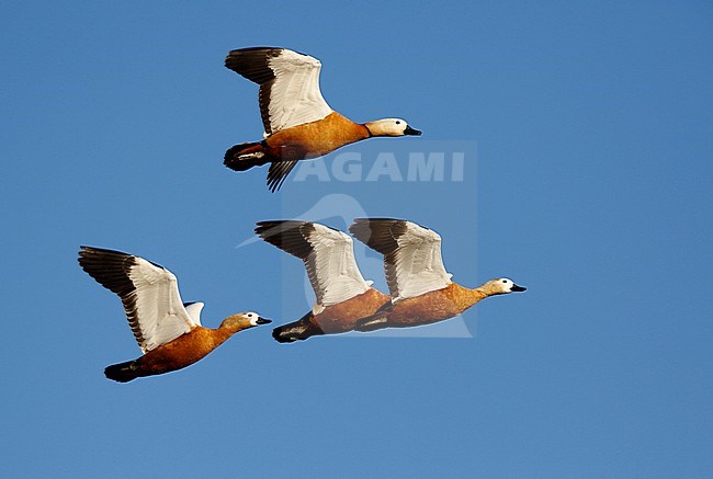 Ruddy Shelduck (Tadorna ferruginea) in flight, Small flock of four birds. stock-image by Agami/Chris van Rijswijk,