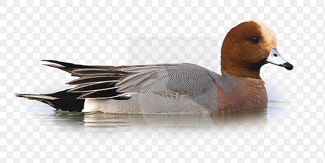 Smient; Eurasian Wigeon;Anas penelope stock-image by Agami/Daniele Occhiato,