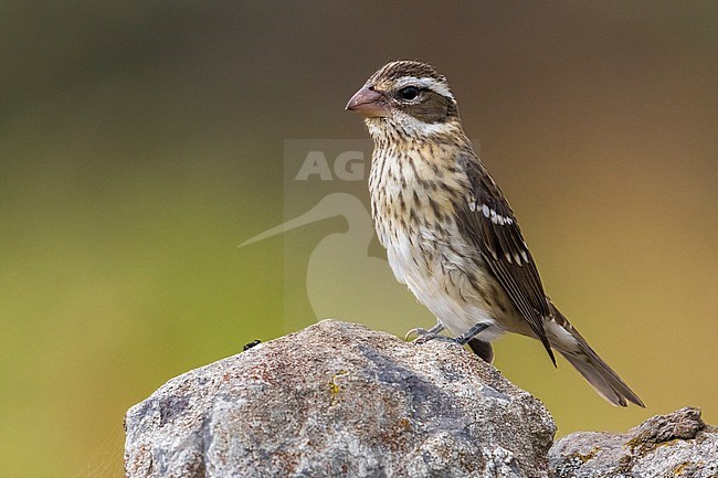 Onvolwassen Roodborstkardinaal, immature Rose-breasted Grosbeak stock-image by Agami/Daniele Occhiato,