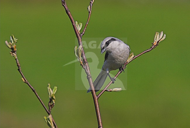 Klapekster, Great Grey Shrike stock-image by Agami/Menno van Duijn,