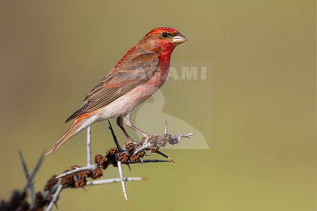 Male Scarlet Rosefinch, Carpodacus erythrinus kubanensis, in Georgia. stock-image by Agami/Daniele Occhiato,