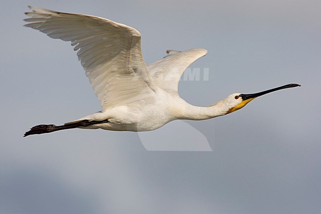 Flying adult Spoonbill; Vliegende volwassen Lepelaar stock-image by Agami/Arie Ouwerkerk,