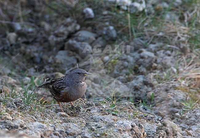 Spring vagrant Alpine Accentor (Prunella collaris) at Hundested in Denmark. stock-image by Agami/Helge Sorensen,