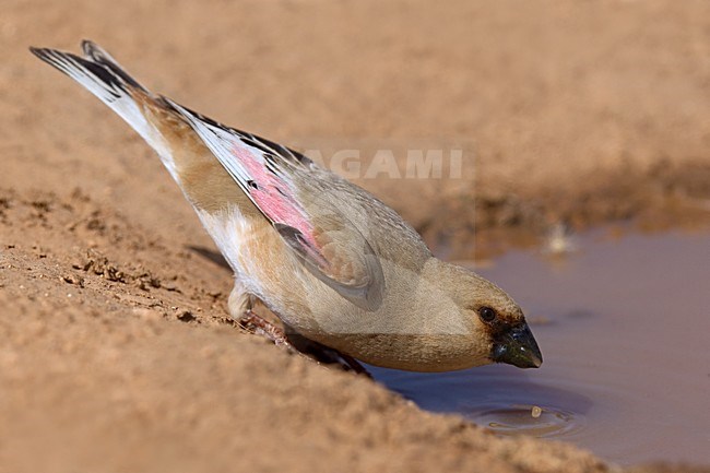 Vale Woestijnvink drinkend; Desert Finch drinking stock-image by Agami/Daniele Occhiato,