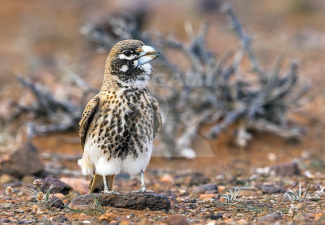 Adult male Thick-billed Lark sitting on rocky area, Guemline km 22, Morocco. March 2011. stock-image by Agami/Vincent Legrand,