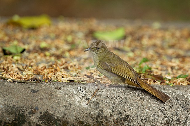 Grey-eyed Bulbul (Iole propinqua) at Khao Yai National Park, Thailand stock-image by Agami/Helge Sorensen,