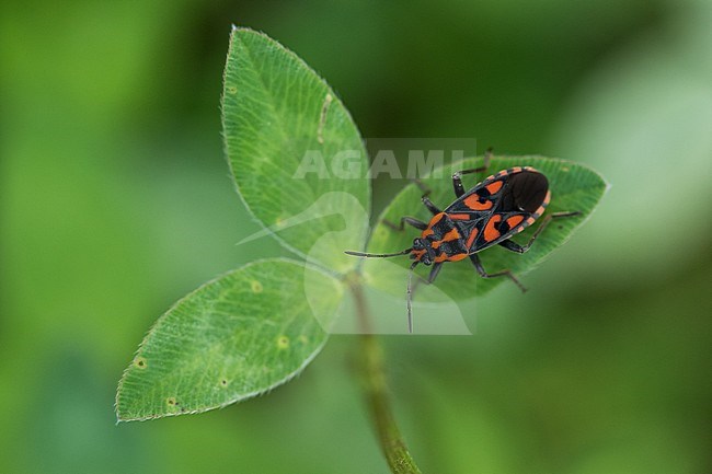 Spilostethus saxatilis - Knappe, Slovenia, imago stock-image by Agami/Ralph Martin,