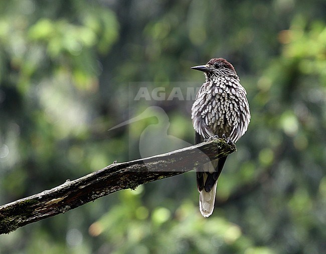 Large-spotted Nutcracker (Nucifraga multipunctata), also known as Kashmir Nutcracker, in the western Himalayas. Until recently, it was considered a subspecies. stock-image by Agami/James Eaton,