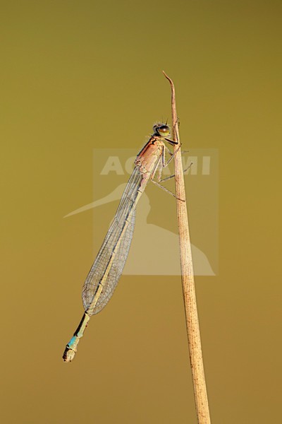 Lantaarntje; Blue-tailed Damselfly stock-image by Agami/Walter Soestbergen,