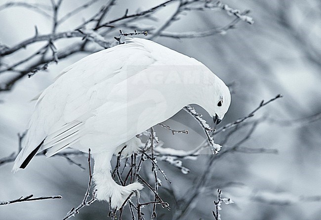 Vrouwtje Moerassneeuwhoen in de sneeuw, Female Willow Ptarmigan in snow stock-image by Agami/Markus Varesvuo,