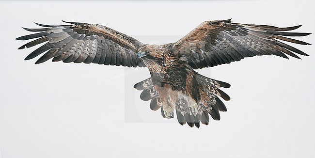 Golden Eagle (Aquila chrysaetus) Kuusamo Finland January 2018. stock-image by Agami/Markus Varesvuo,