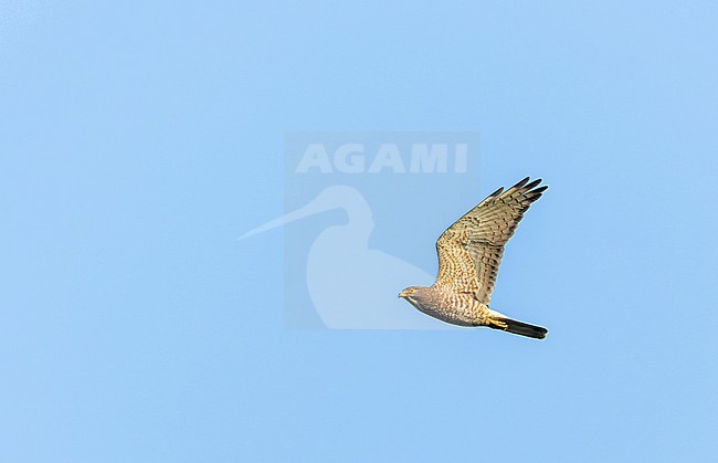 Grey-faced Buzzard, Butastur indicus, in flight in Japan. stock-image by Agami/Marc Guyt,