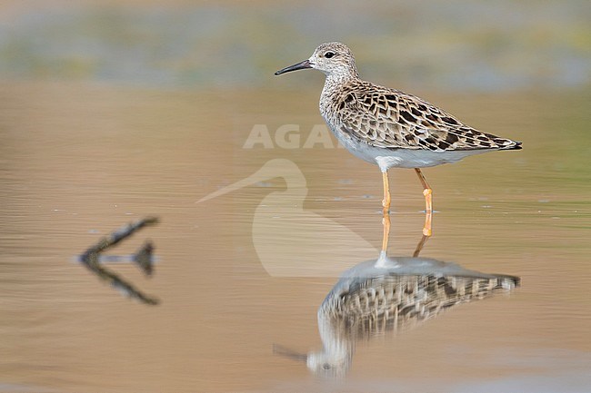 Ruff (Philomachus pugnax) stock-image by Agami/Saverio Gatto,