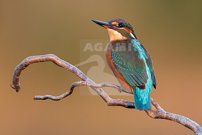 Common Kingfisher, Alcedo atthis, in Italy. stock-image by Agami/Daniele Occhiato,