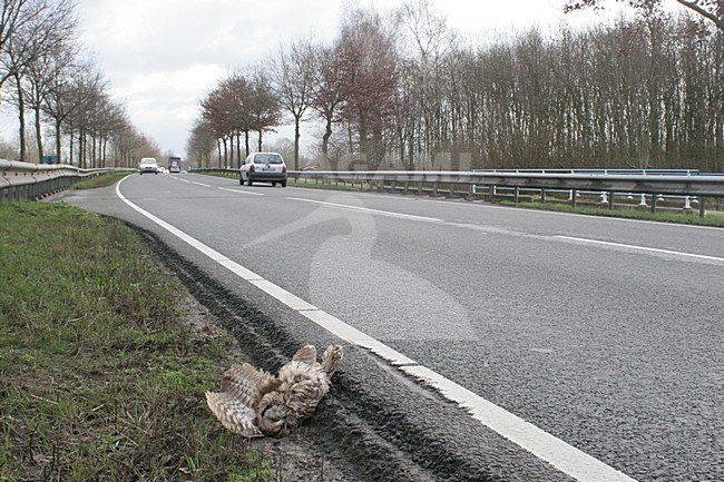Tawny Owl traffic victim; Bosuil verkeersslachtoffer stock-image by Agami/Chris van Rijswijk,