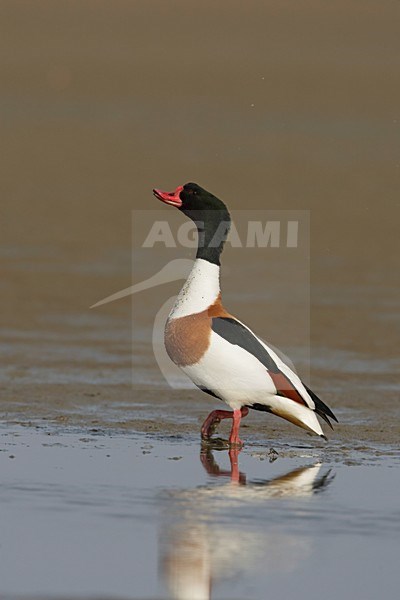 Bergeend volwassen mannetje; Common Shelduck adult male stock-image by Agami/Arie Ouwerkerk,