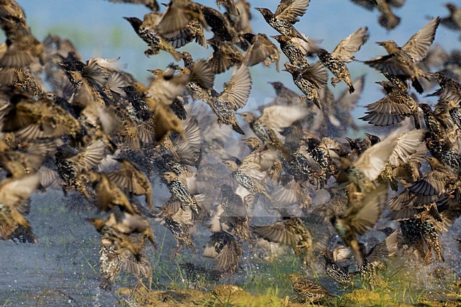 Groep Spreeuwen in de vlucht; Groep of Common Starlings in flight stock-image by Agami/Daniele Occhiato,