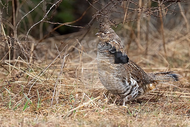 Adult male
Mackinac Co., MI
April 2025 stock-image by Agami/Brian E Small,