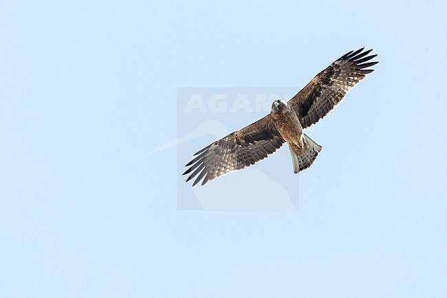 Dark phase Booted Eagle (Hieraaetus pennatus) on migration over Eilat Mountains, Eilat, Israel stock-image by Agami/Marc Guyt,