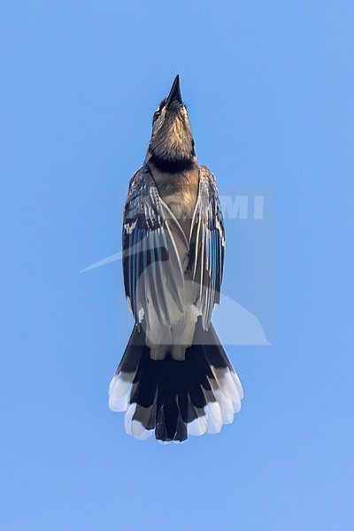 A Blue jay, Cyanocitta cristata is seen flying right overhead its wings folded against its body. The Blue Jay is a passerine bird in the family Corvidae, native to eastern North America stock-image by Agami/Jacob Garvelink,