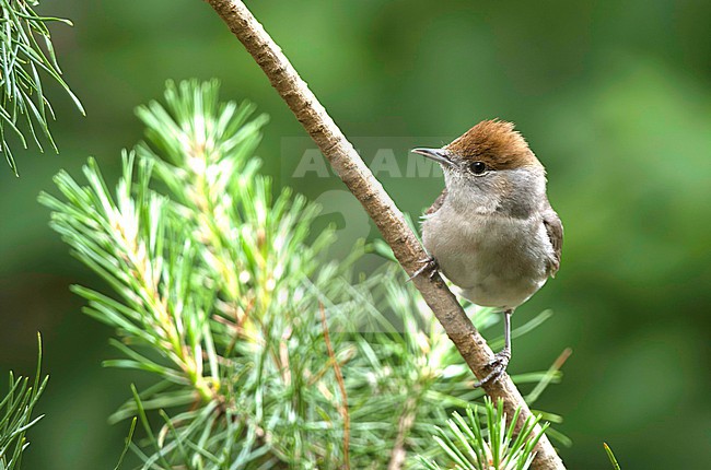 Blackcap (Sylvia atricapilla) female perched in a tree stock-image by Agami/Roy de Haas,