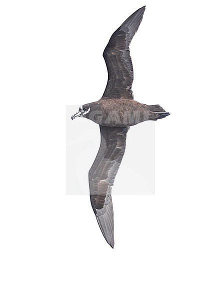 Spectacled Petrel (Procellaria conspicillata) in flight, showing underwing pattern in the waters off Gough Island (Tristán da Cunha archipelago, UK Overseas Territories, South Atlantic). stock-image by Agami/Rafael Armada,