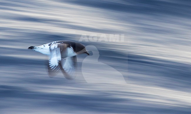 Cape Petrel (Daption capense australe) in flight with slow shutterspeed over southern ocean between subantarctic islands of New Zealand. stock-image by Agami/Marc Guyt,