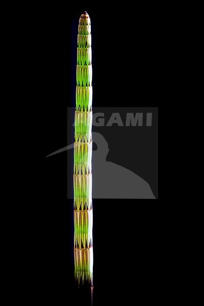 Water horsetail, Equisetum fluviatile stock-image by Agami/Wil Leurs,