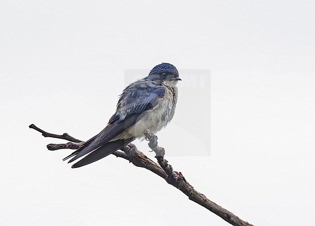 Pearl-breasted Swallow, Hirundo dimidiata, in Angola. stock-image by Agami/Pete Morris,