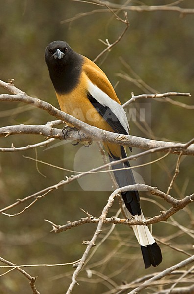 Zwerfekster, Rufous Treepie, Dendrocitta vagabunda stock-image by Agami/Marc Guyt,
