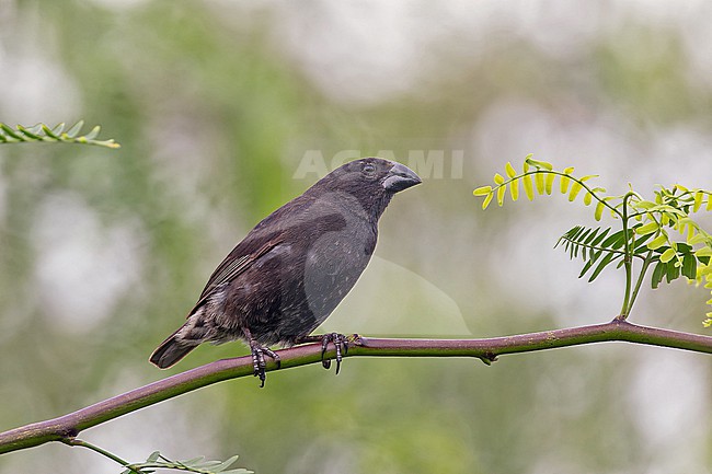 Medium ground finch (Geospiza fortis) on the Galapagos Islands, part of the Republic of Ecuador. Male on Isabela island. stock-image by Agami/Pete Morris,