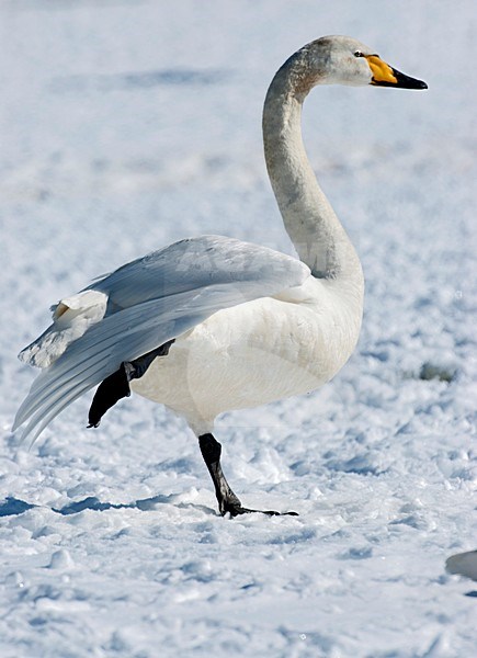 Wilde Zwaan rustend op sneeuw, Whooper Swan resting on snow stock-image by Agami/Roy de Haas,