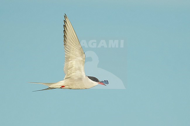 Adult breeding
Seward Peninsula, AK
June 2018 stock-image by Agami/Brian E Small,