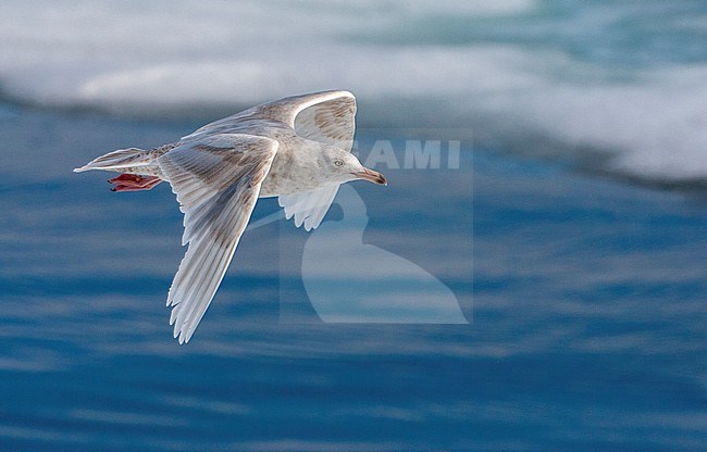 Immature Glaucous Gull (Larus hyperboreus) flying above the ocean near the drift ice, north of Svalbard, in arctic Norway during the short arctic summer. stock-image by Agami/Marc Guyt,