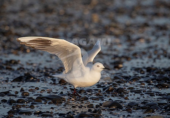 Adult Black-billed Gull (Chroicocephalus bulleri) in New Zealand. An endangered endemic species of gull. Standing on a beach on North Island. stock-image by Agami/Marc Guyt,