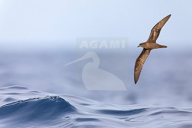 Bulwer's Petrel (Bulweria bulwerii) in flight over the atlantic ocean off Madeira, Portugal. stock-image by Agami/Daniele Occhiato,