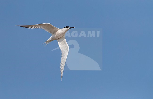 Sandwich tern, Thalasseus sandvicensis, on Texel, Netherlands. stock-image by Agami/Marc Guyt,