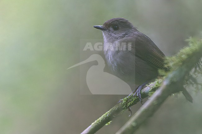 Usambara akalat (Sheppardia montana) perched on a branch in Tanzania. stock-image by Agami/Dubi Shapiro,