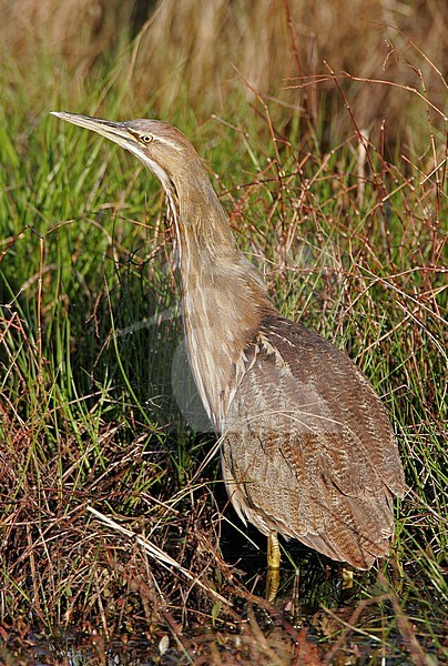 American Bittern (Botaurus lentiginosus) at Cape May, New Jersey in USA. stock-image by Agami/Helge Sorensen,