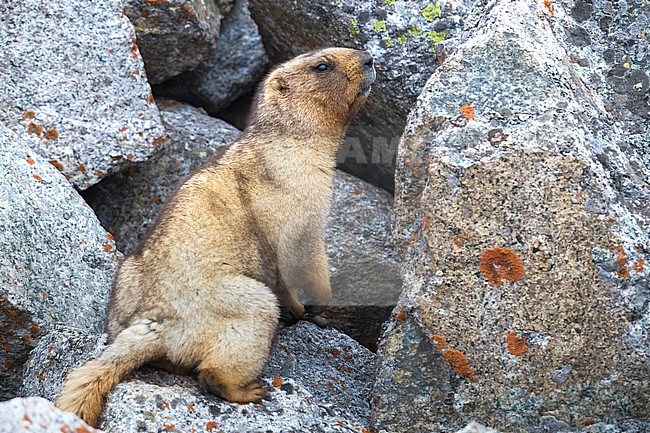Grey Marmot; Marmota baibacina stock-image by Agami/Daniele Occhiato,