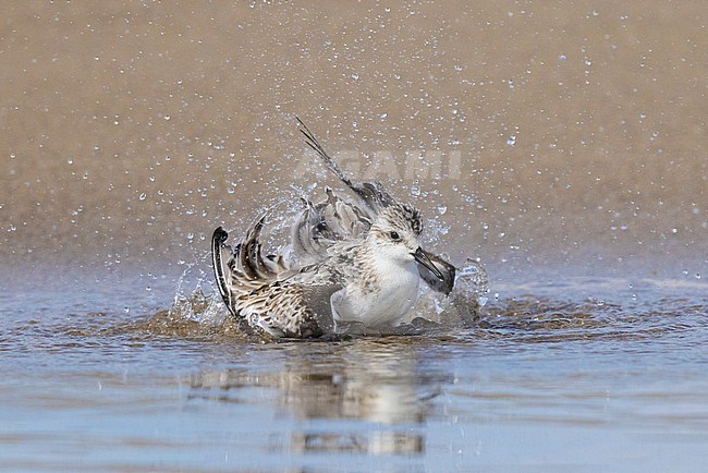 Sanderling (Calidris alba), juveniletaking a bath, Campania, Italy stock-image by Agami/Saverio Gatto,