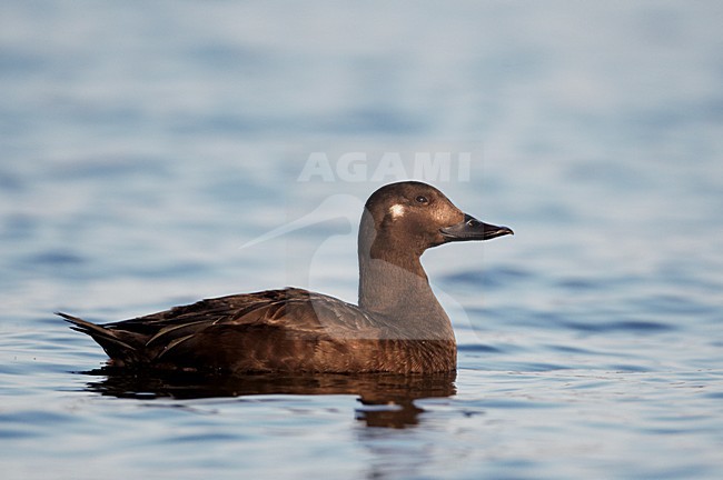 Vrouwtje Grote Zee-eend; Female Velvet Scoter stock-image by Agami/Markus Varesvuo,